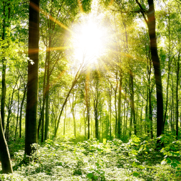 Forest Beautiful forest